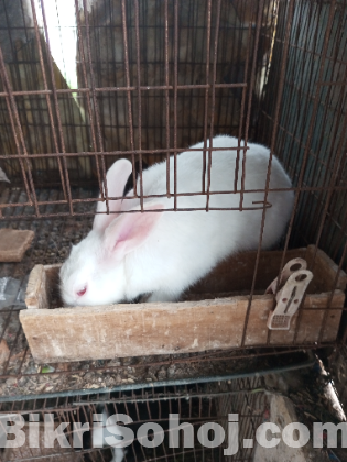 Rabbit sale